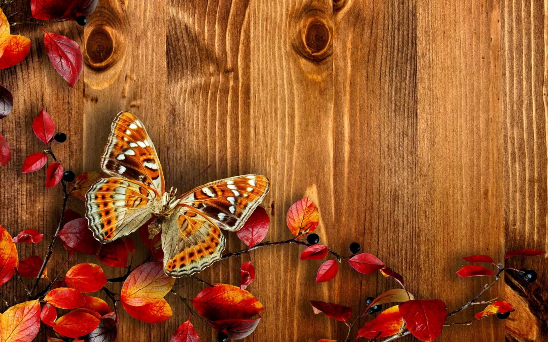 AUTUMN BUTTERFLY