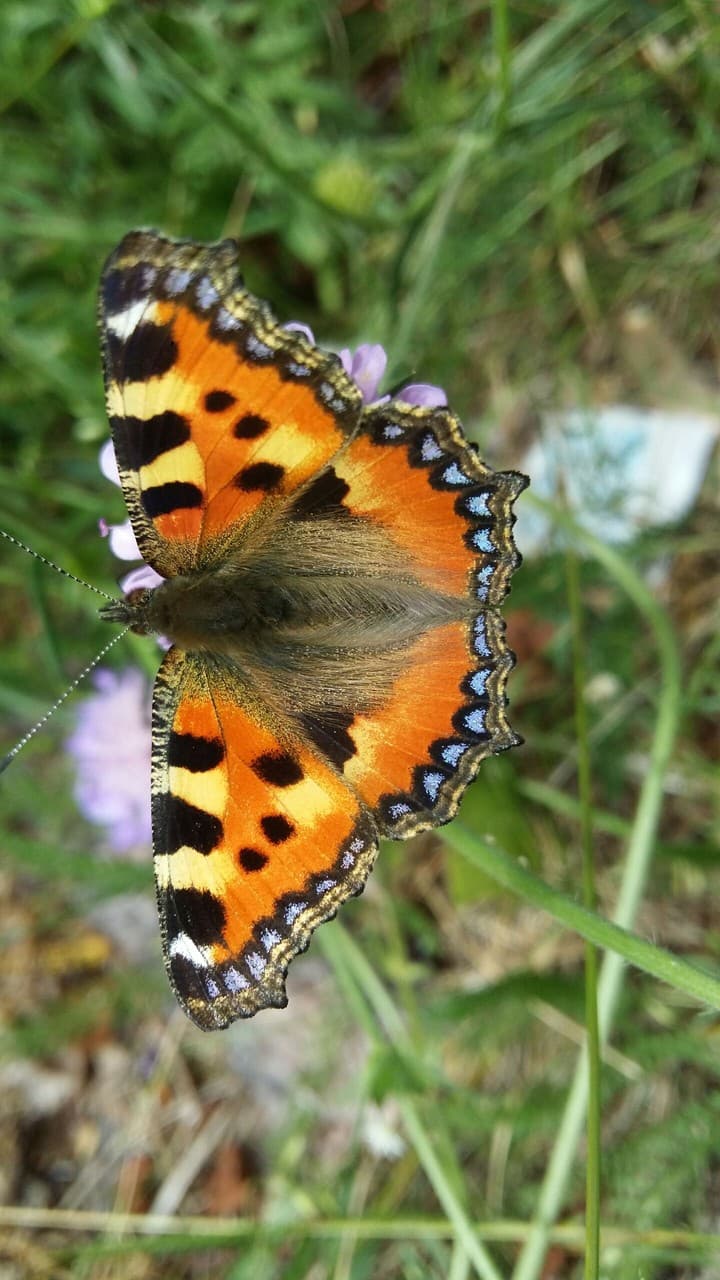 butterfly