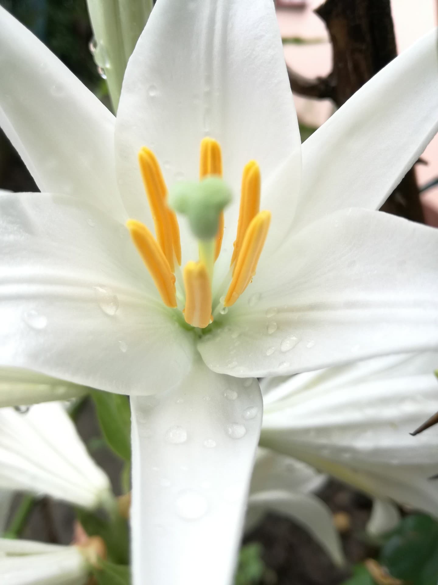 flower