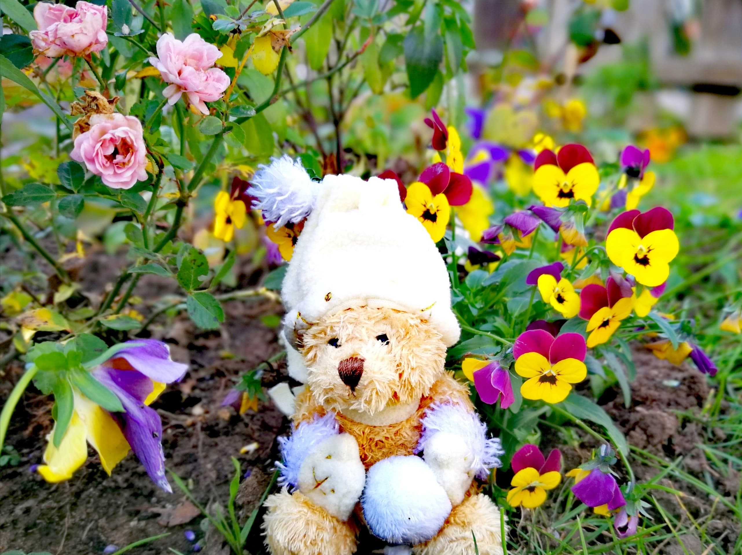 Teddybär im Garten