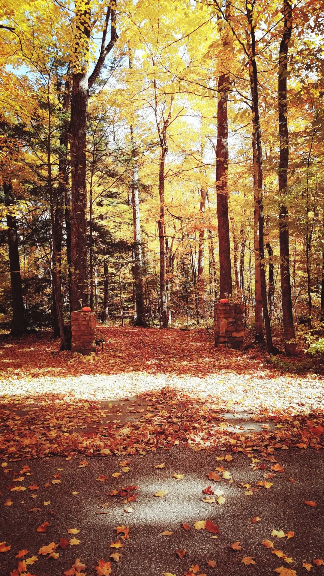 Autumn Gate