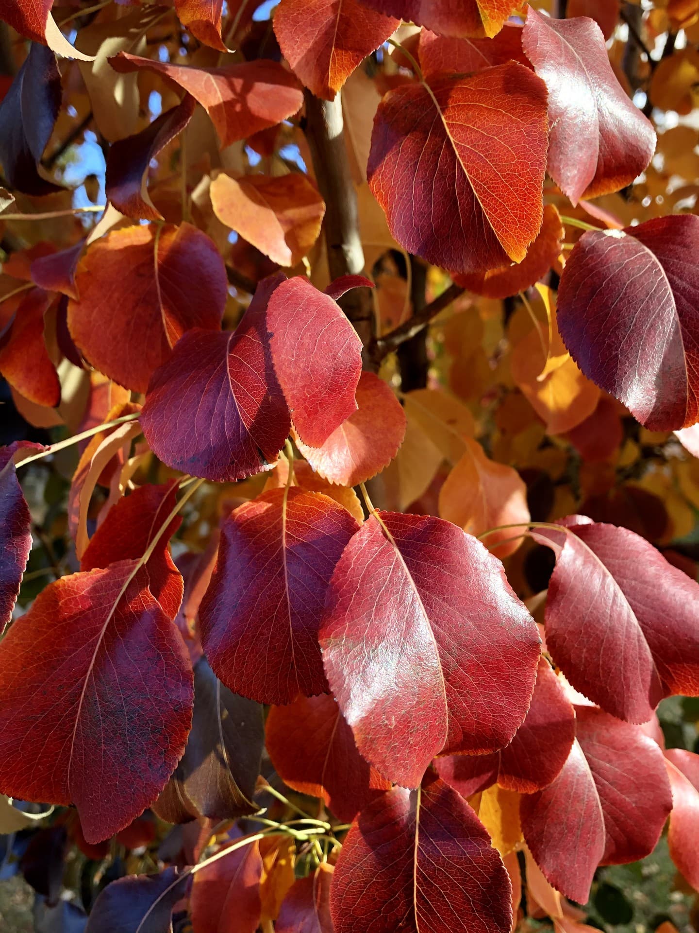 Bright leaves