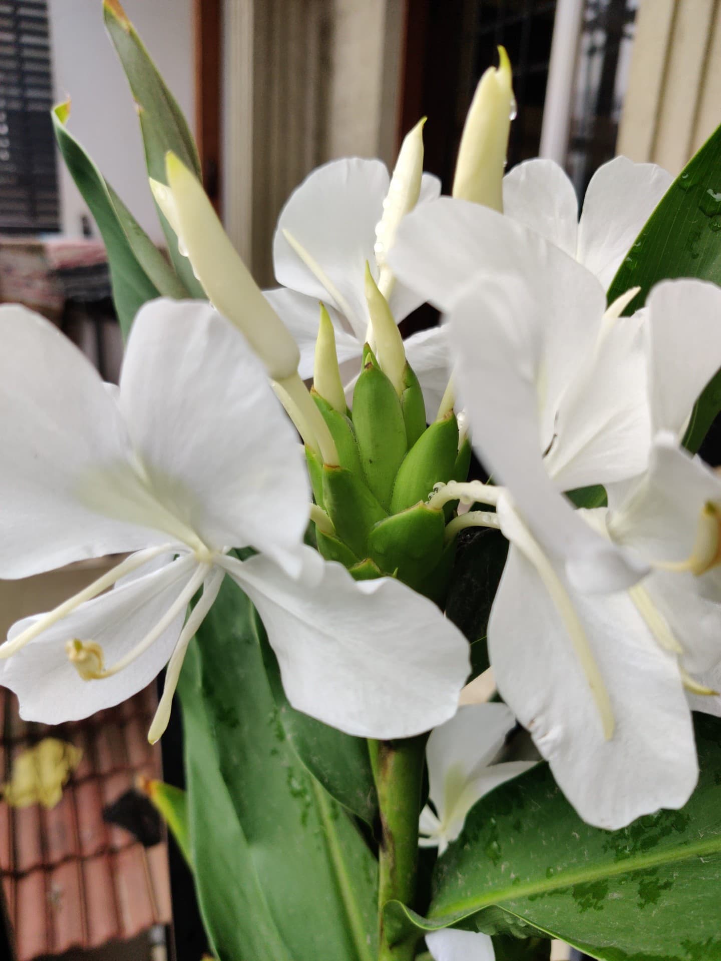 white flowers