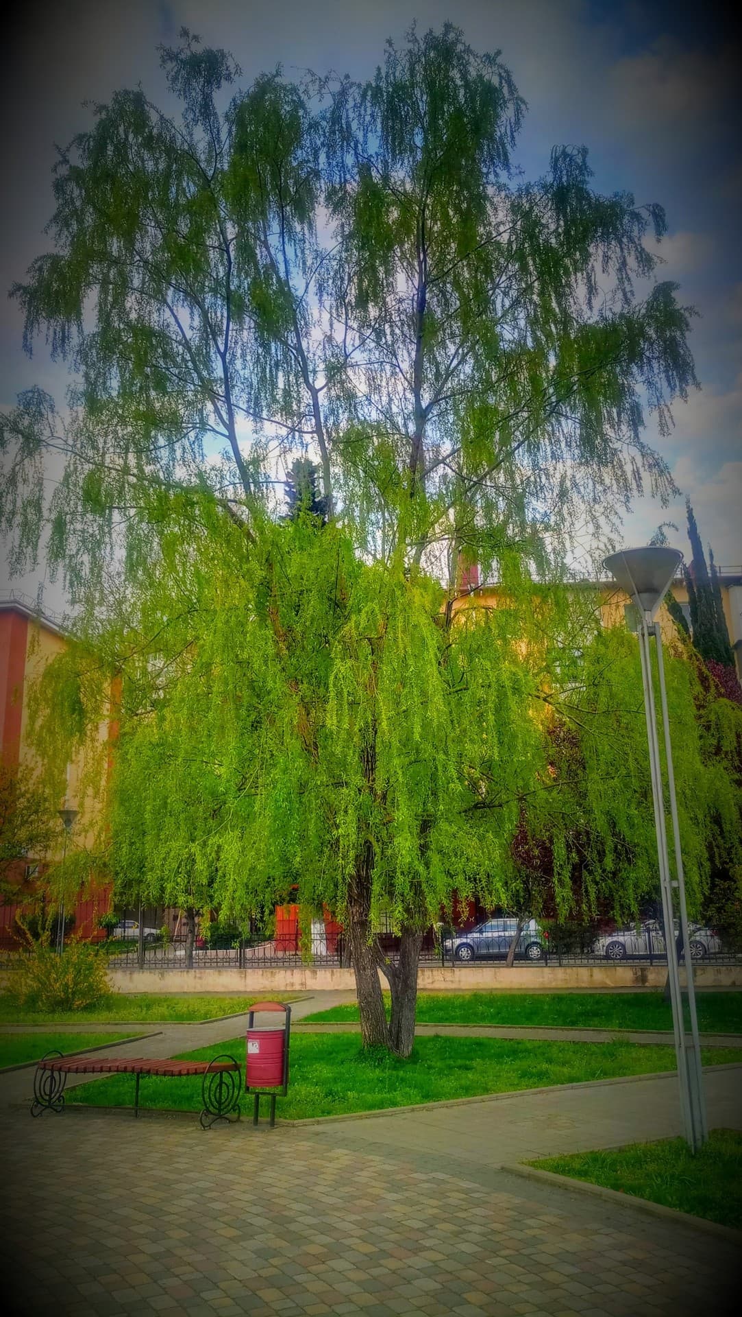 ПЛАЧУЩЕЕ ДЕРЕВО