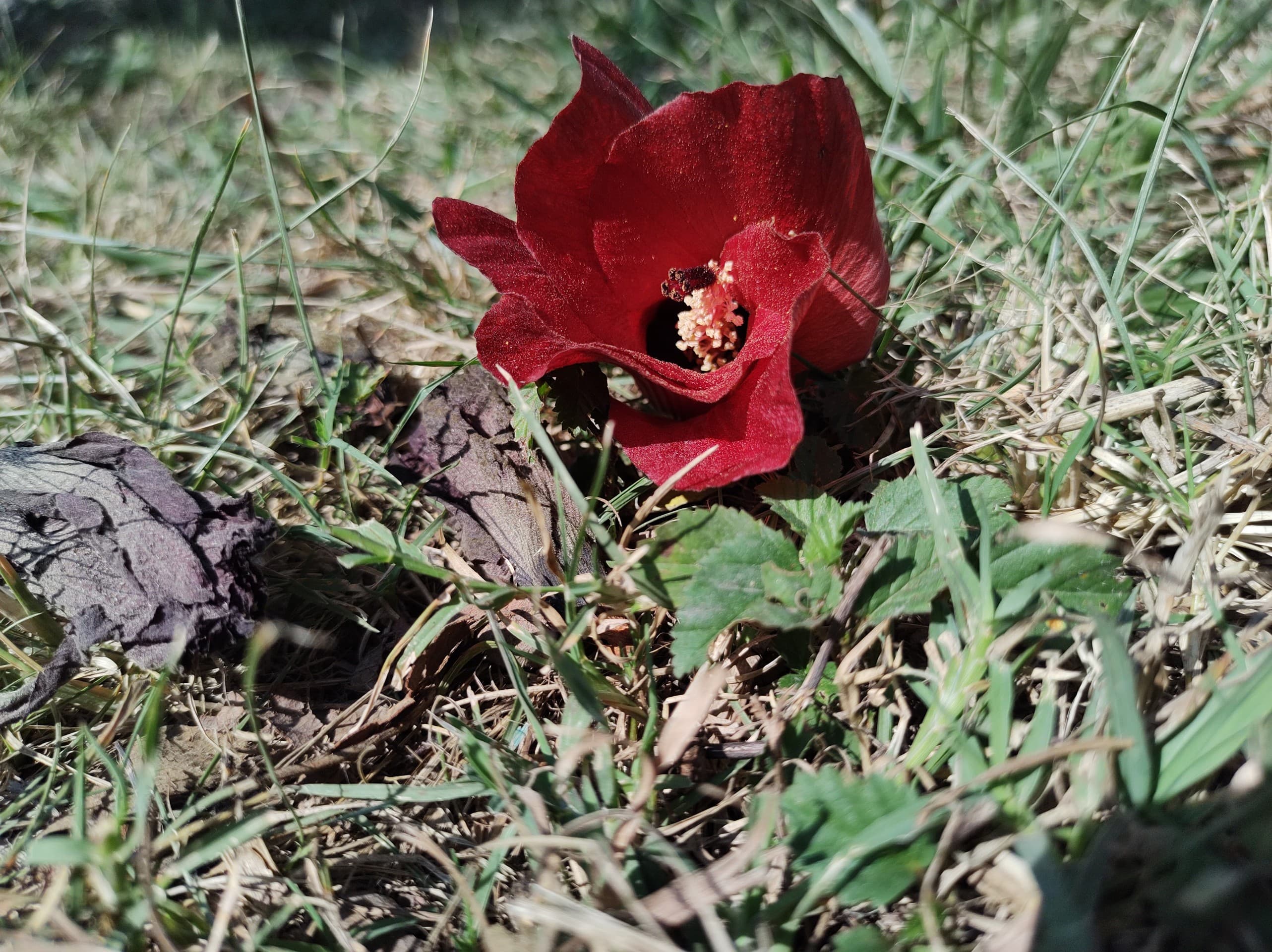 red