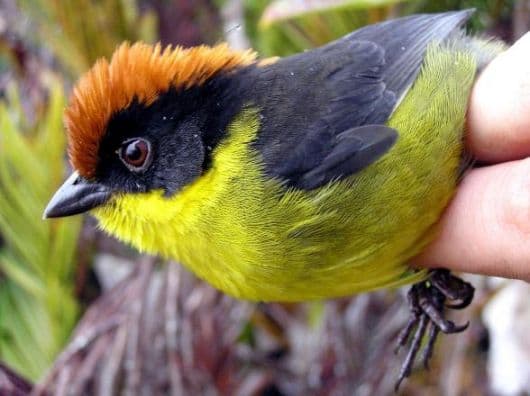 bird