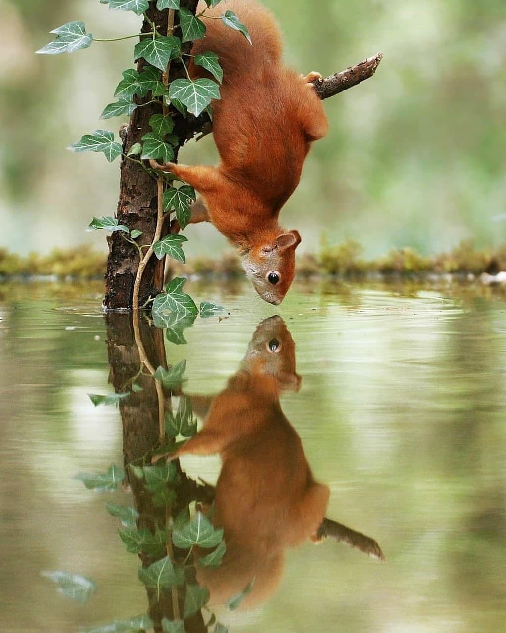 squirrel