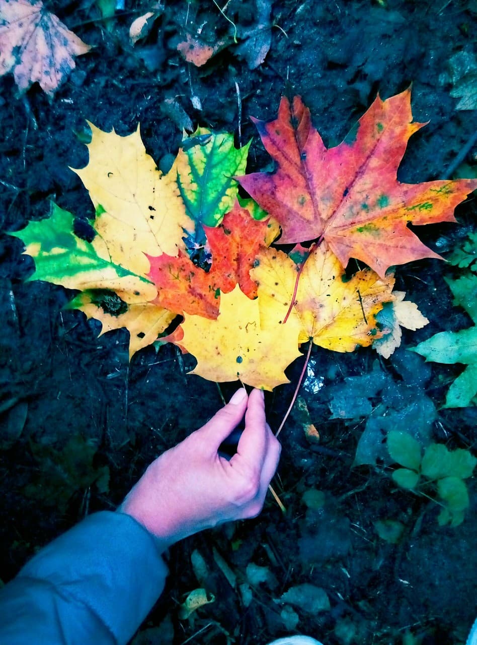 autumn)