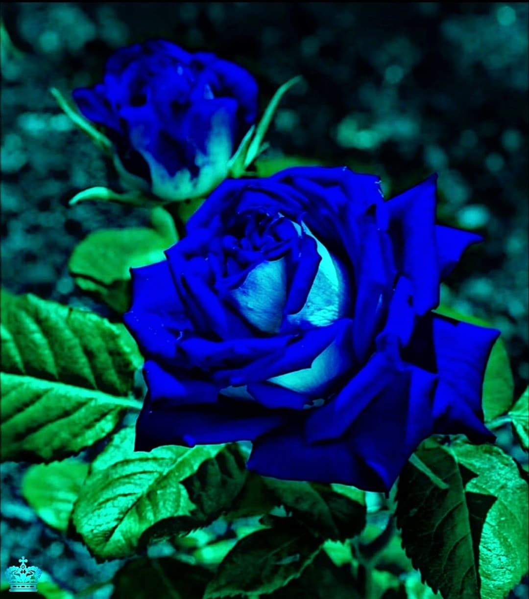 Blue
