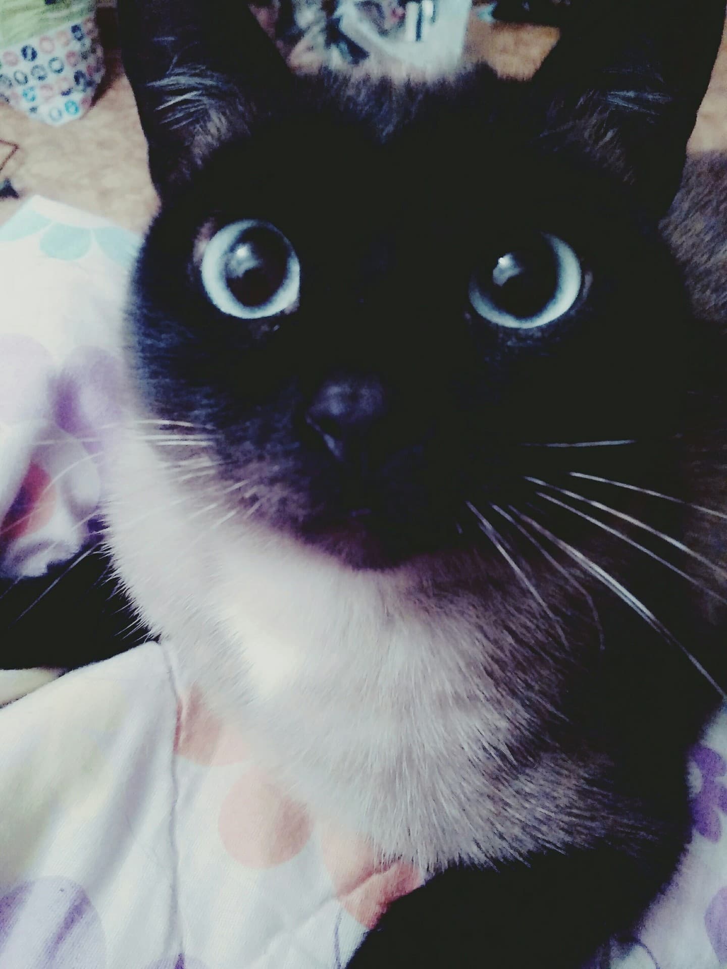 my cat