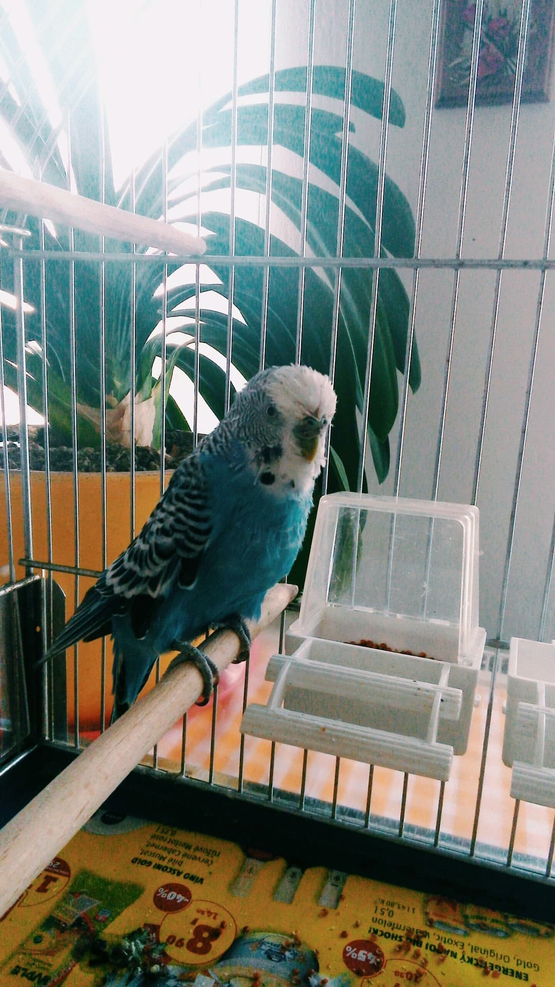 budgie