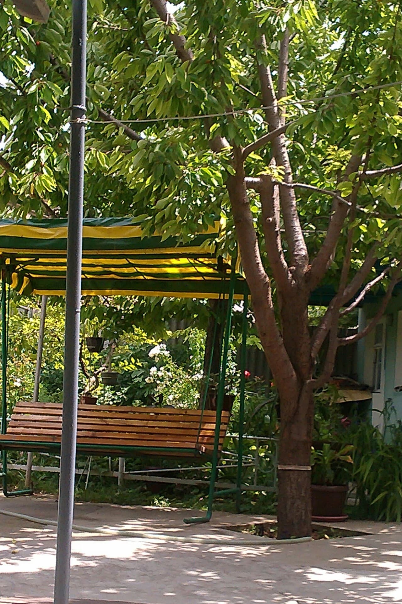 Jungle