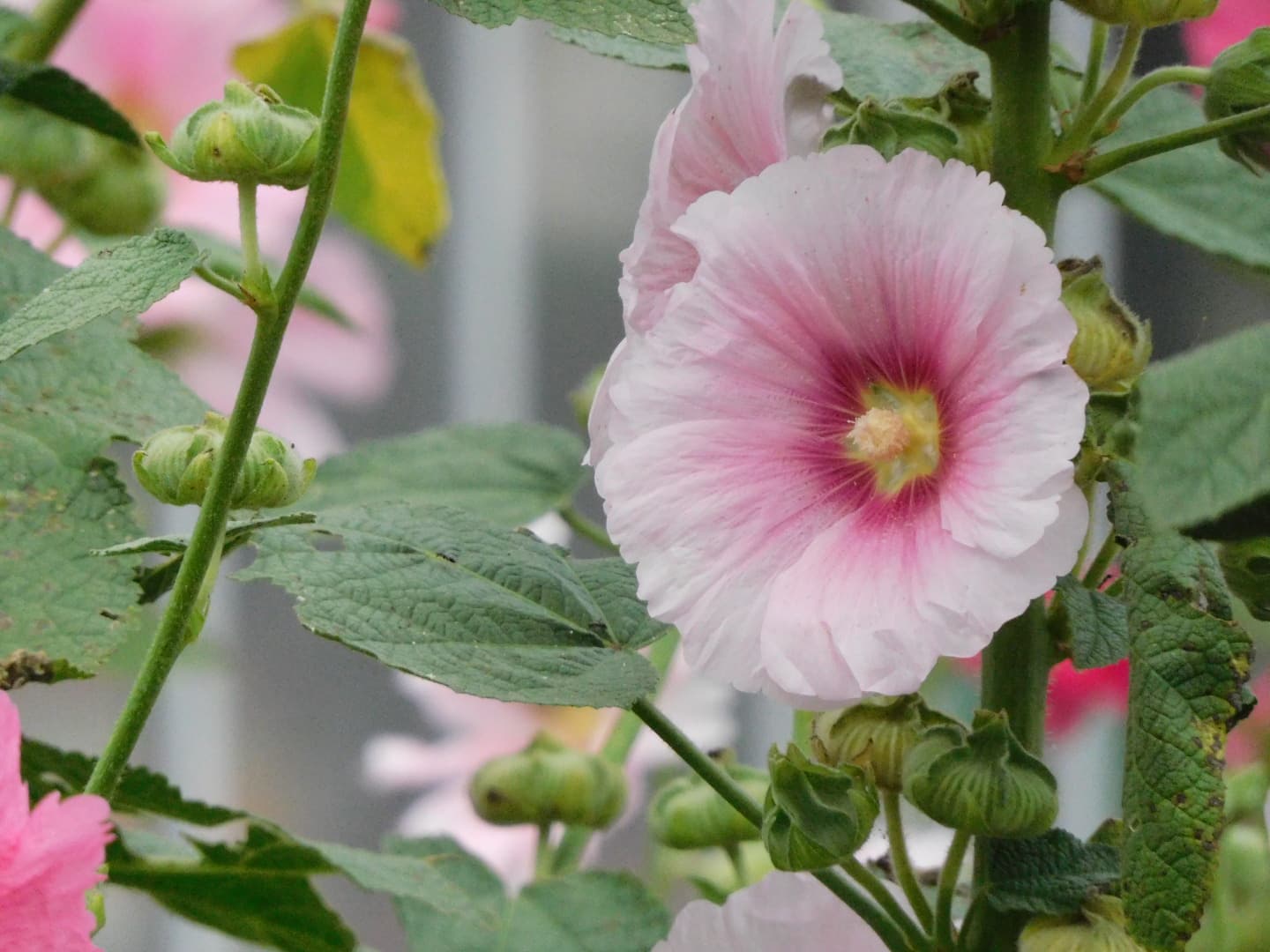morning glory