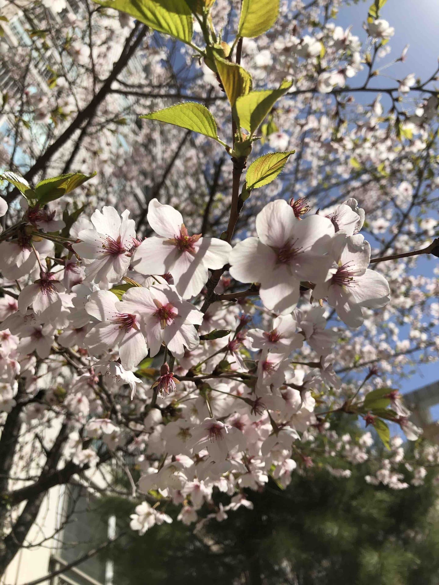 Cherry blossoms