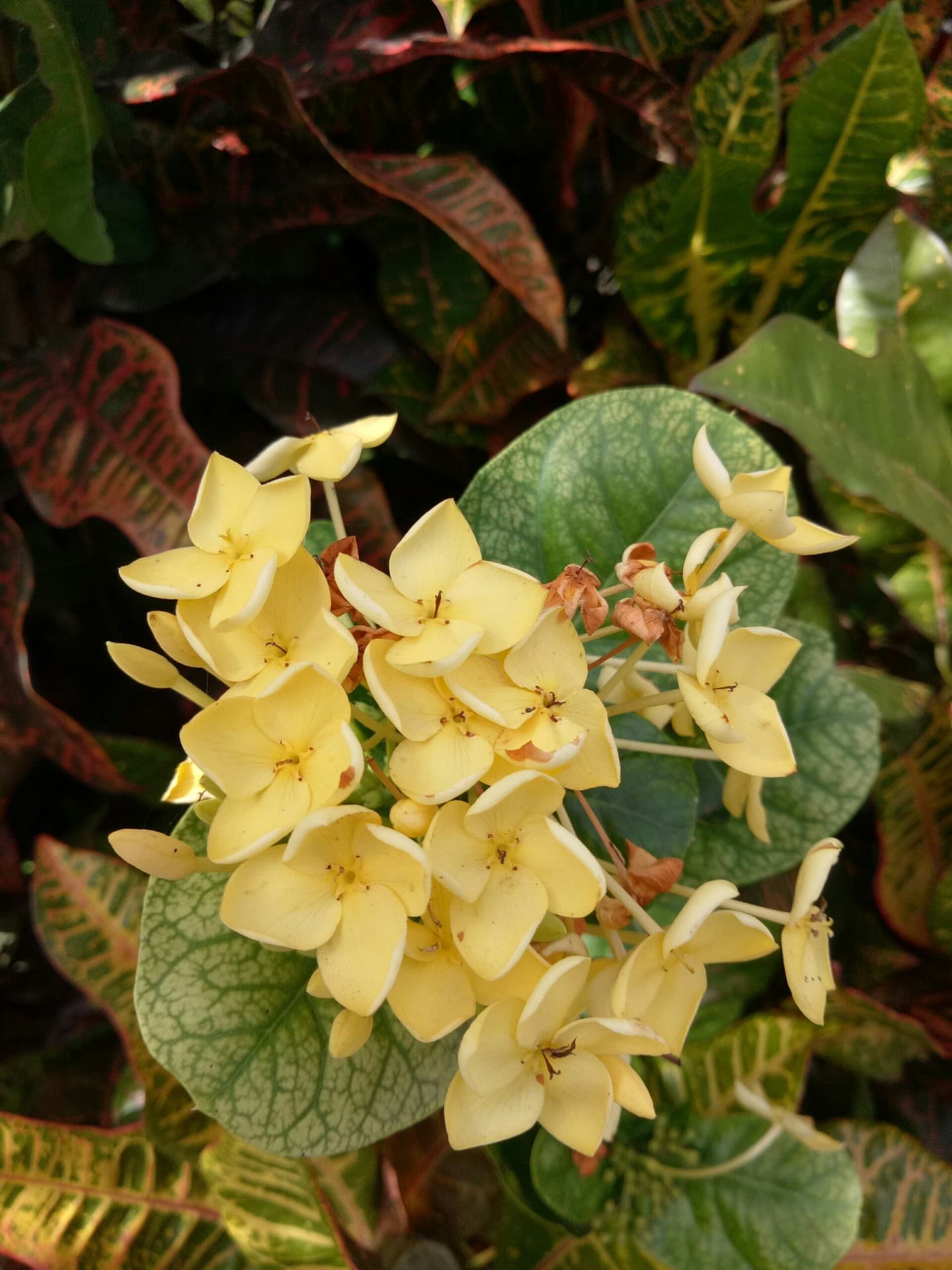 hoa trang