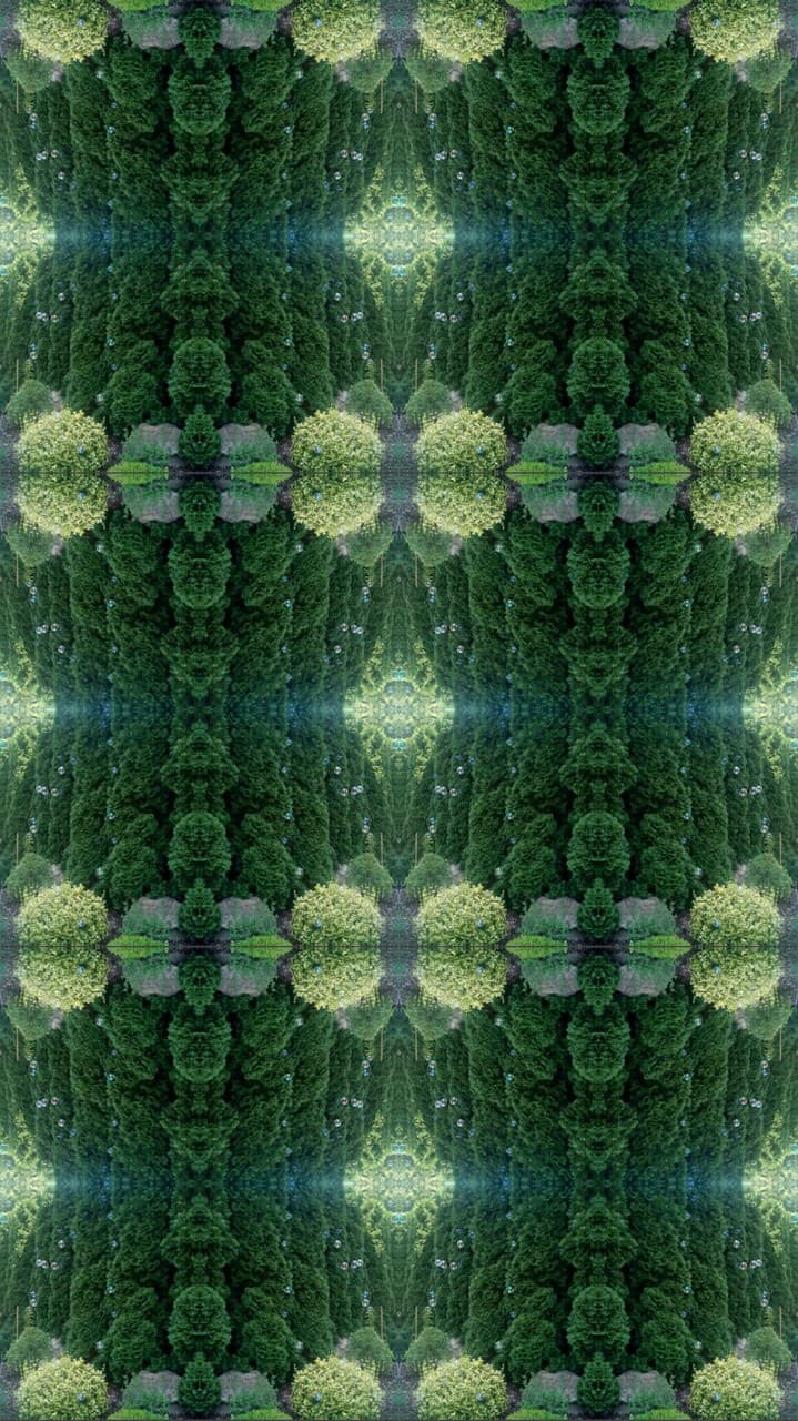 Mirror photo of trees and bushes