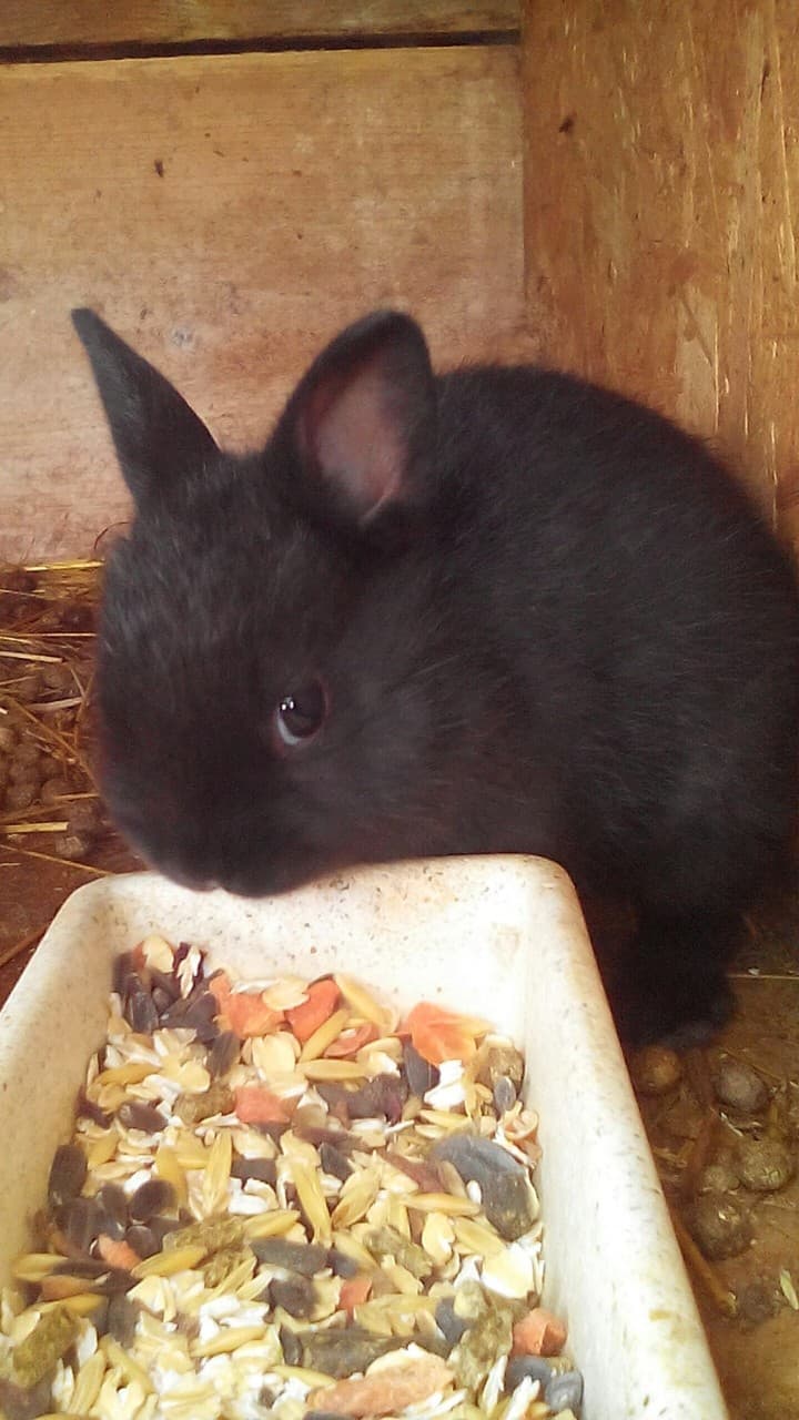 Rabbit