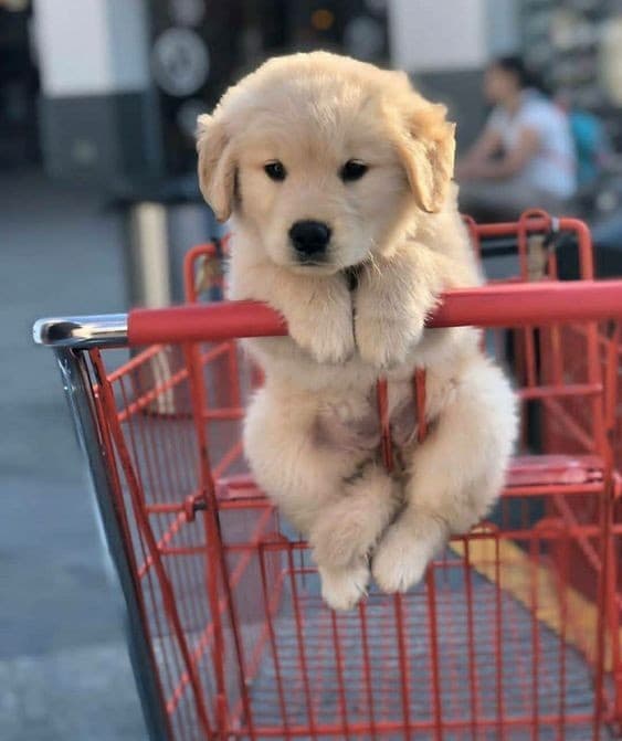 狗