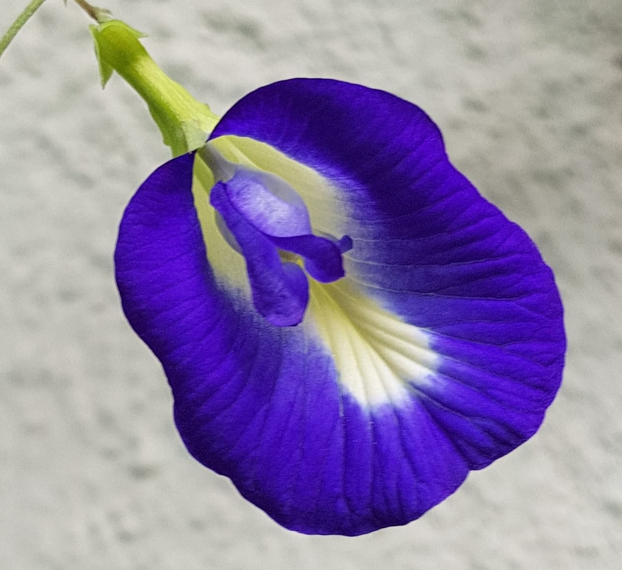 Violet flower