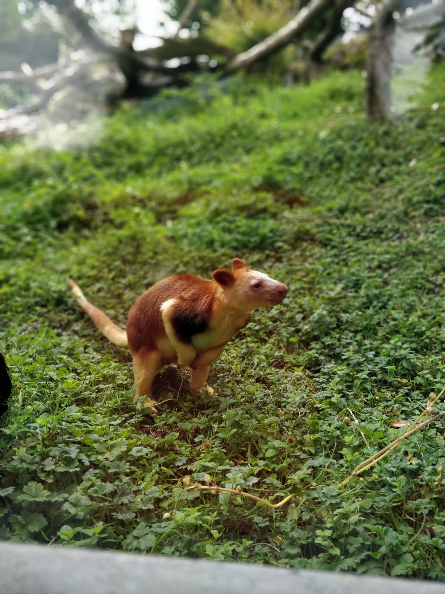 tree kangaroo