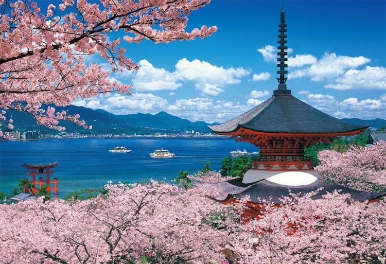 Sakura of Japan