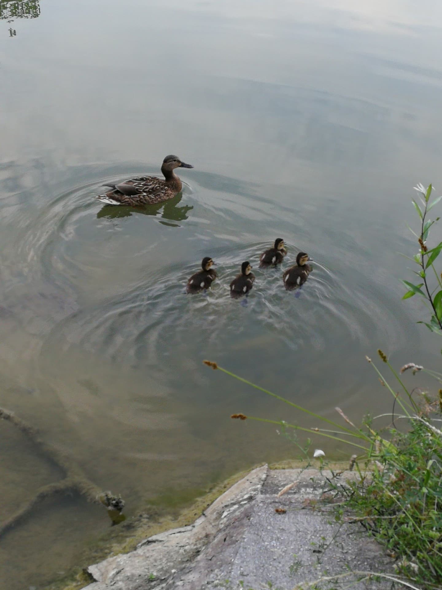 ducks