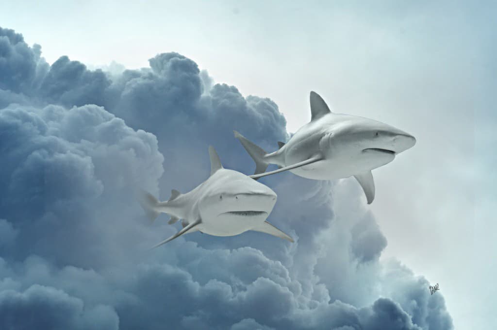 shark