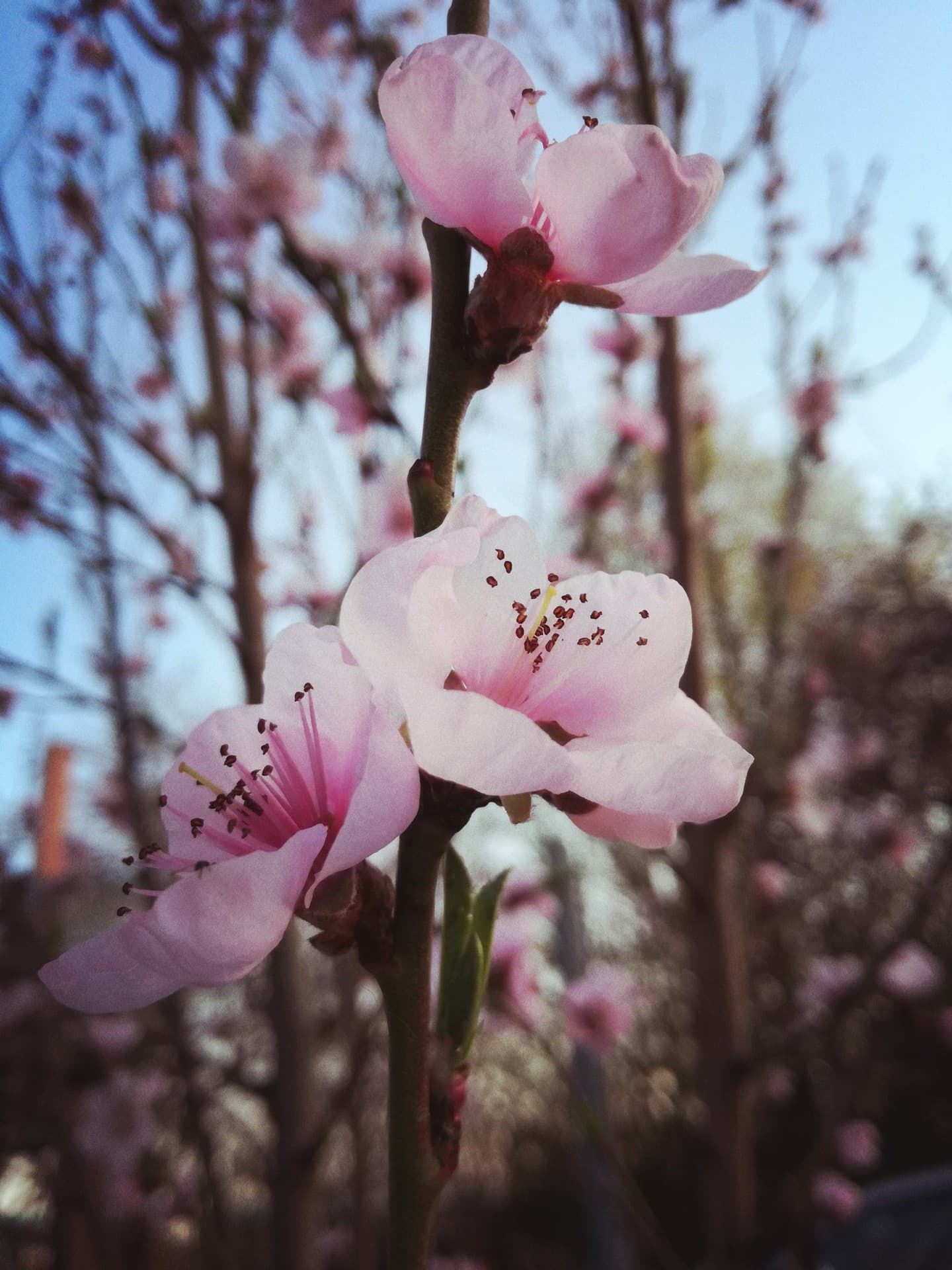 i love spring ❤