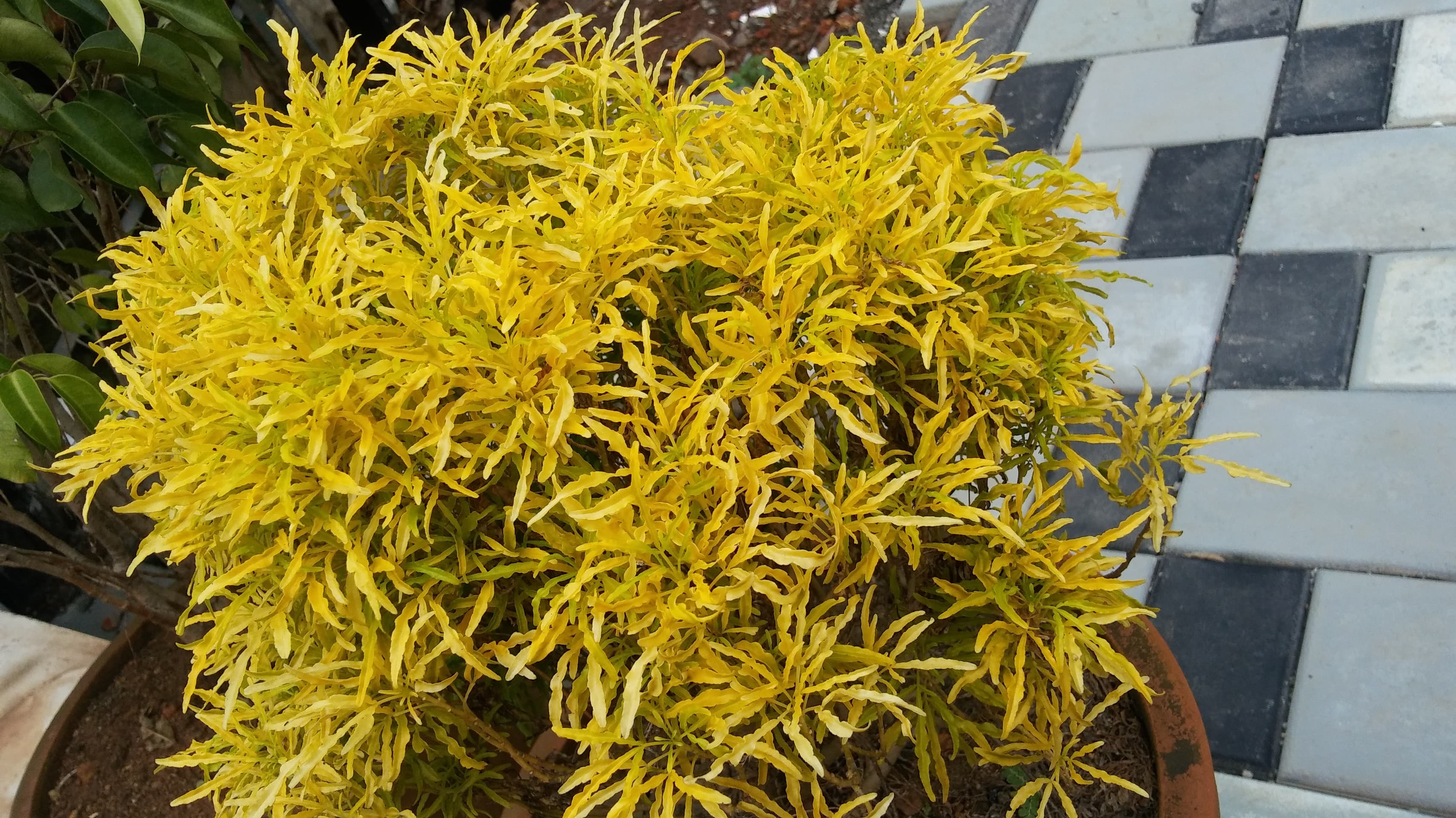 yellow leaves