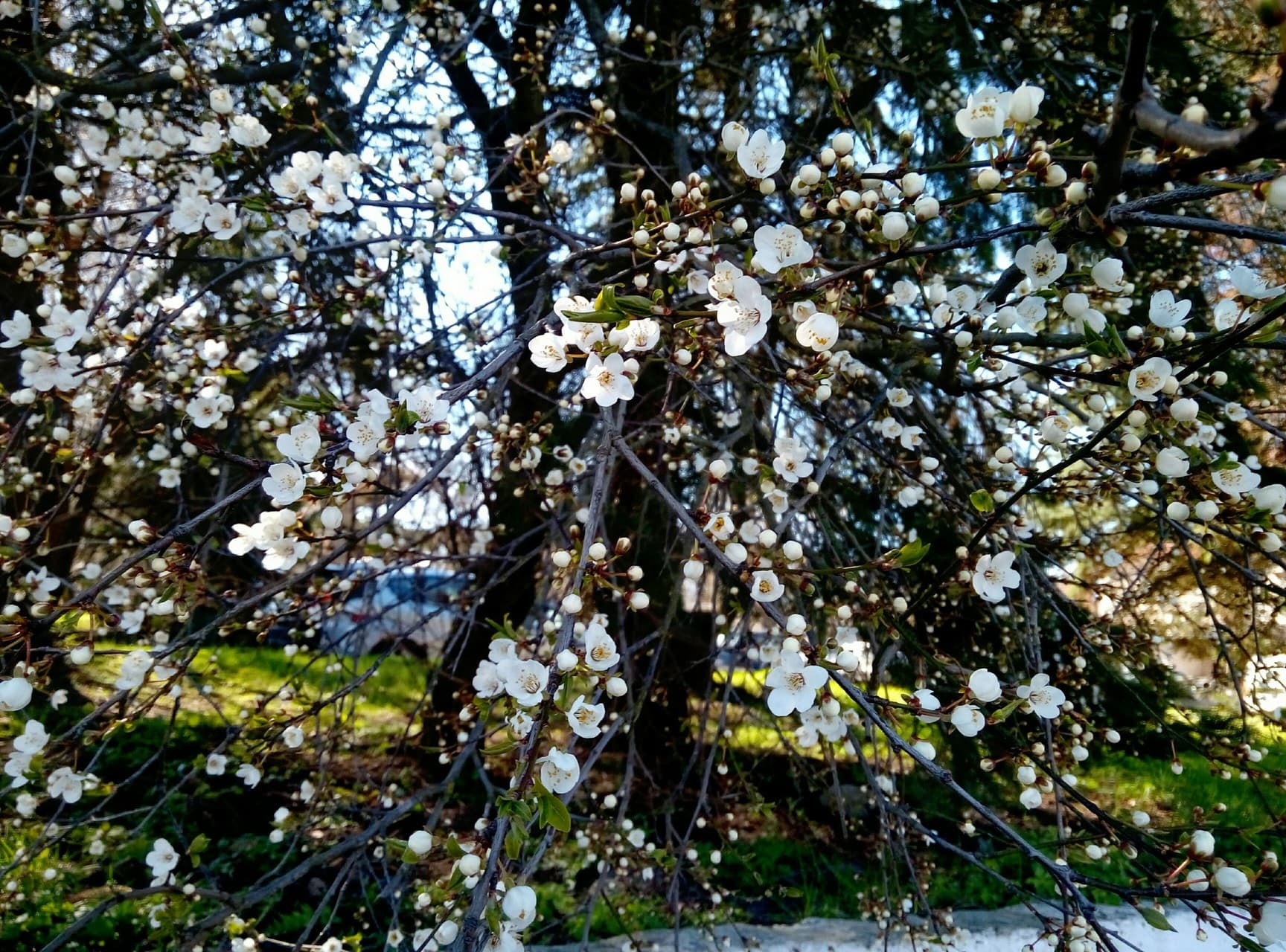 flowers