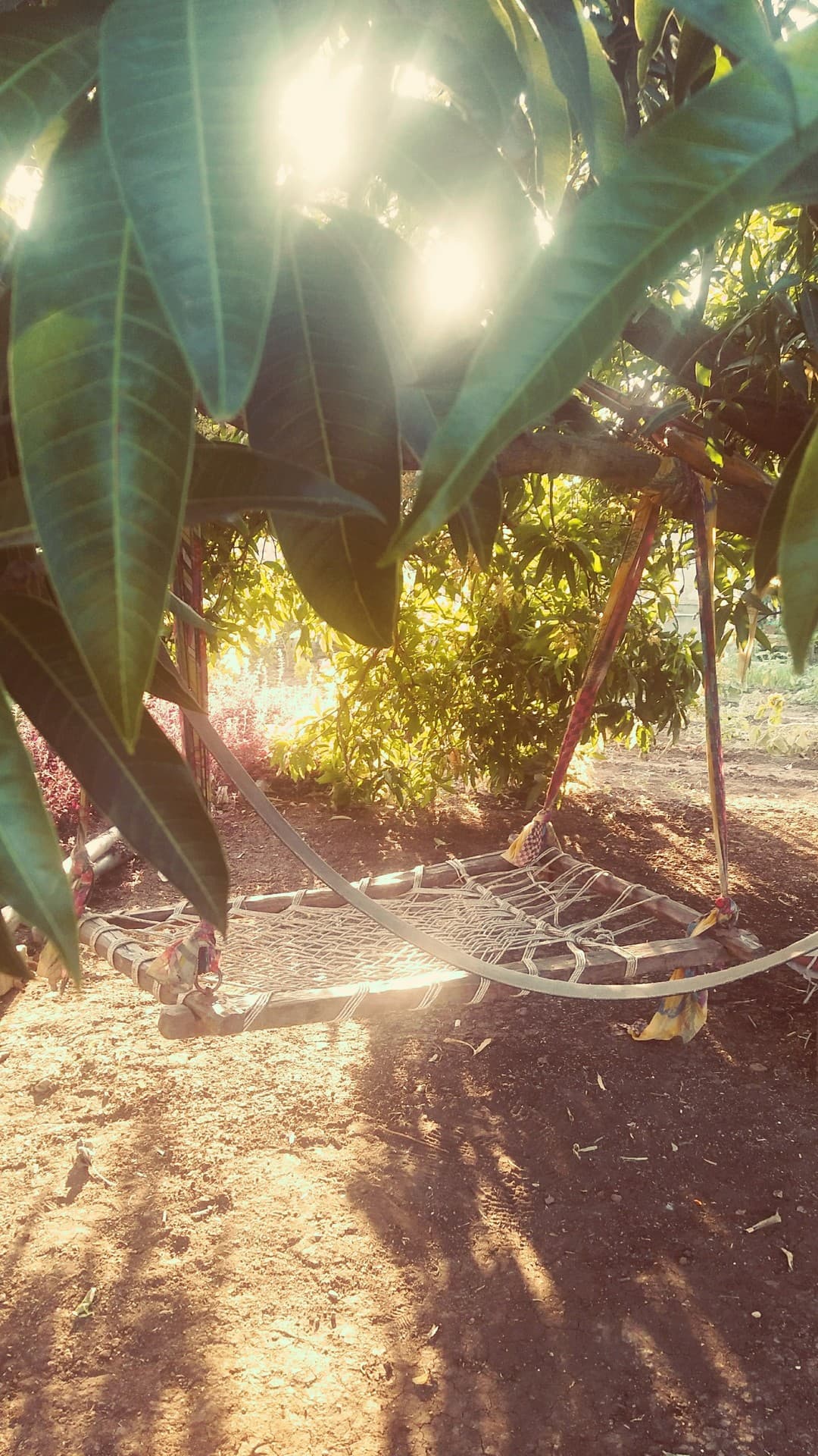 garden in village