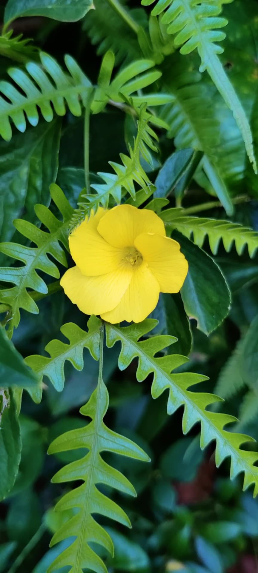 Flower in the bush