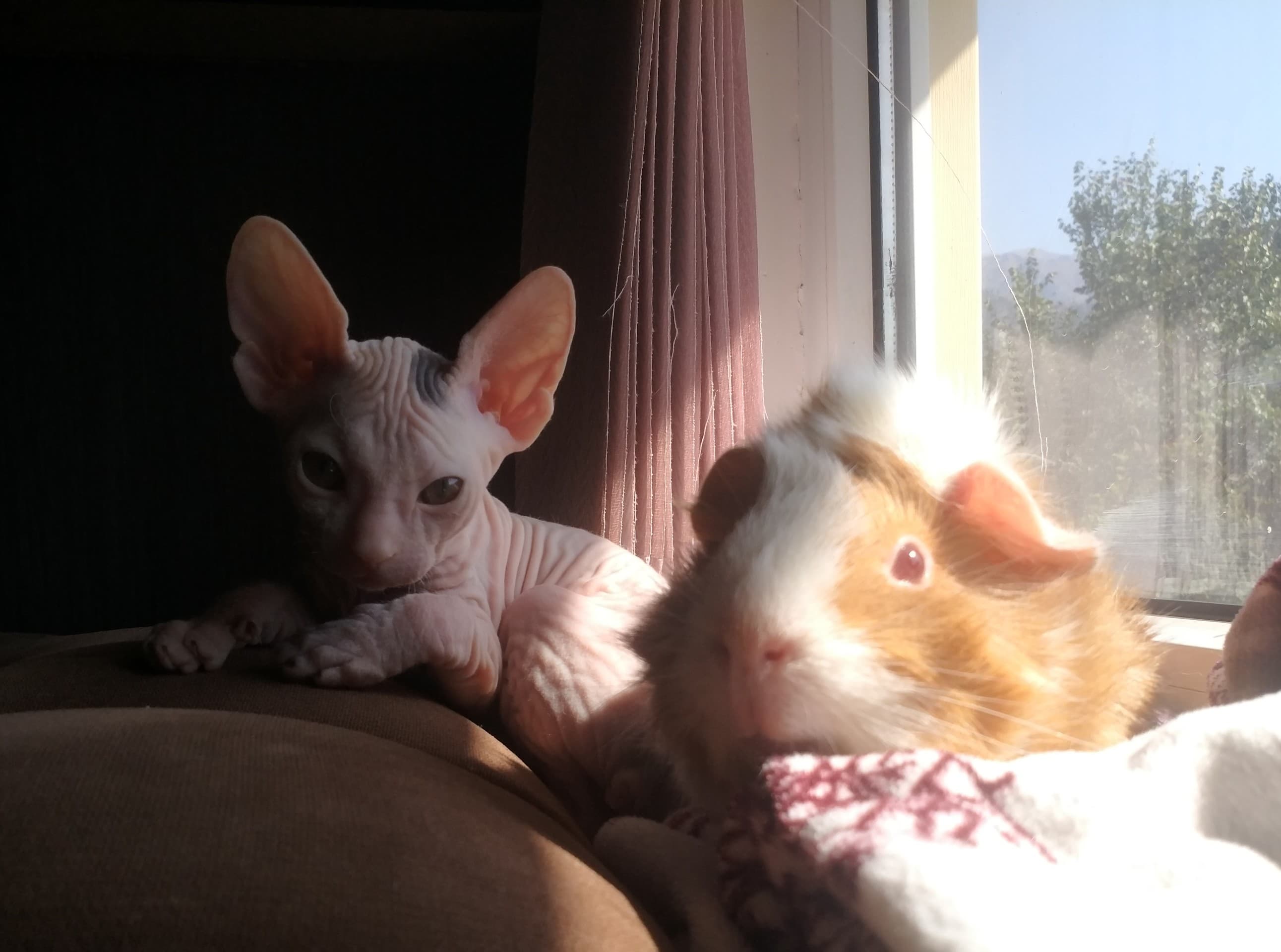 Friends