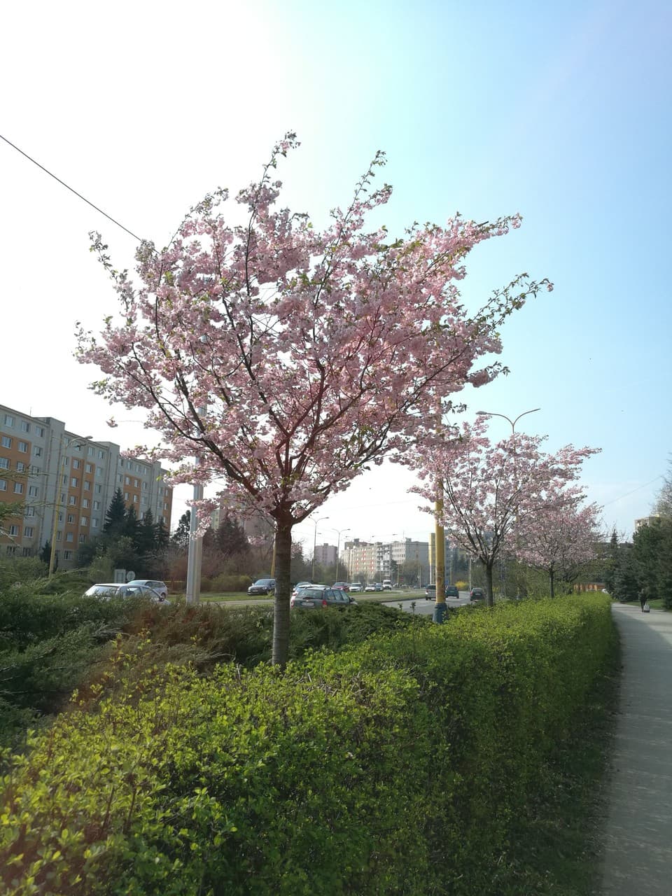 spring