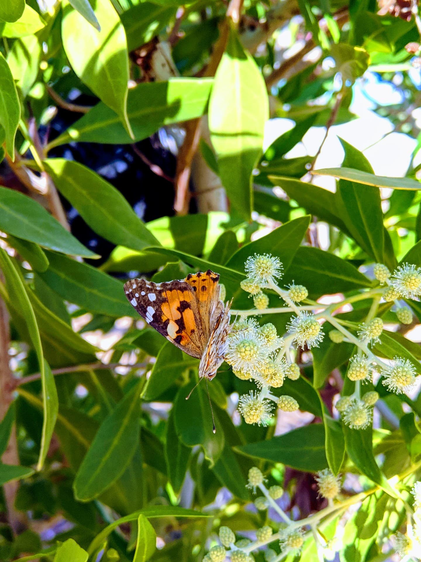 butterfly