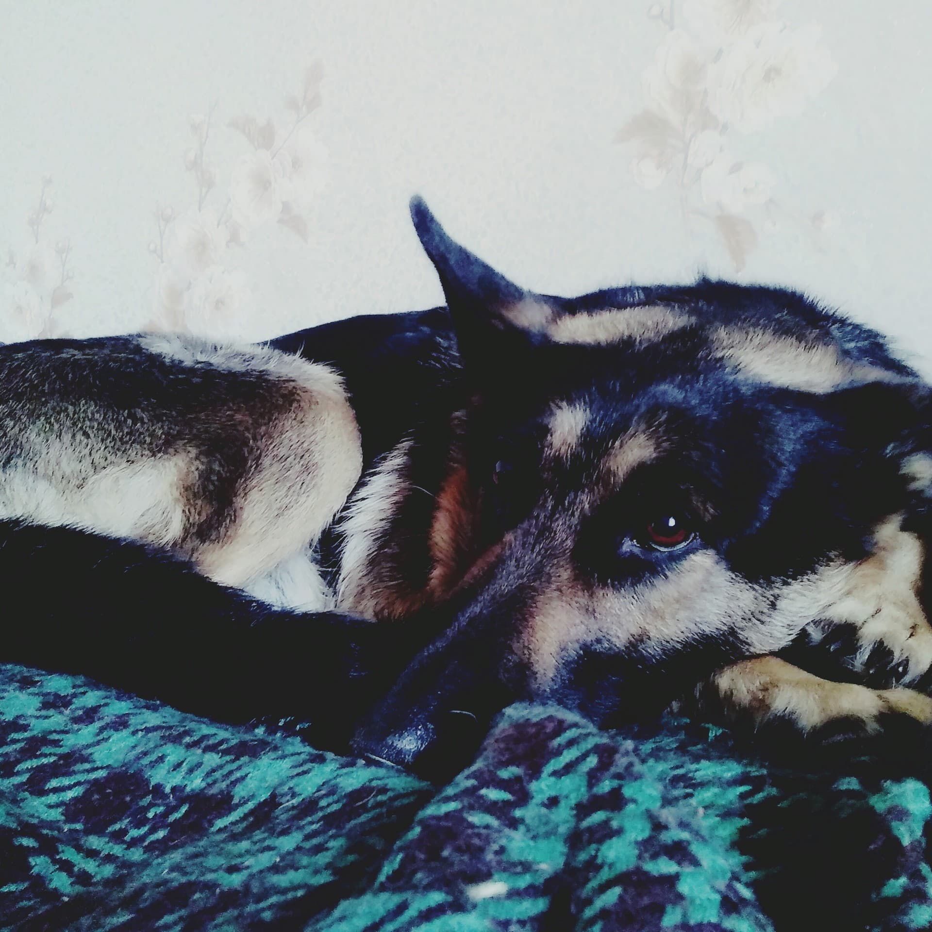 my doggy