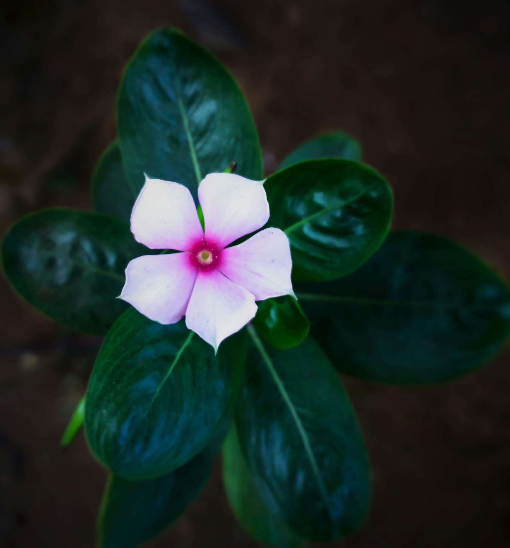 single flower