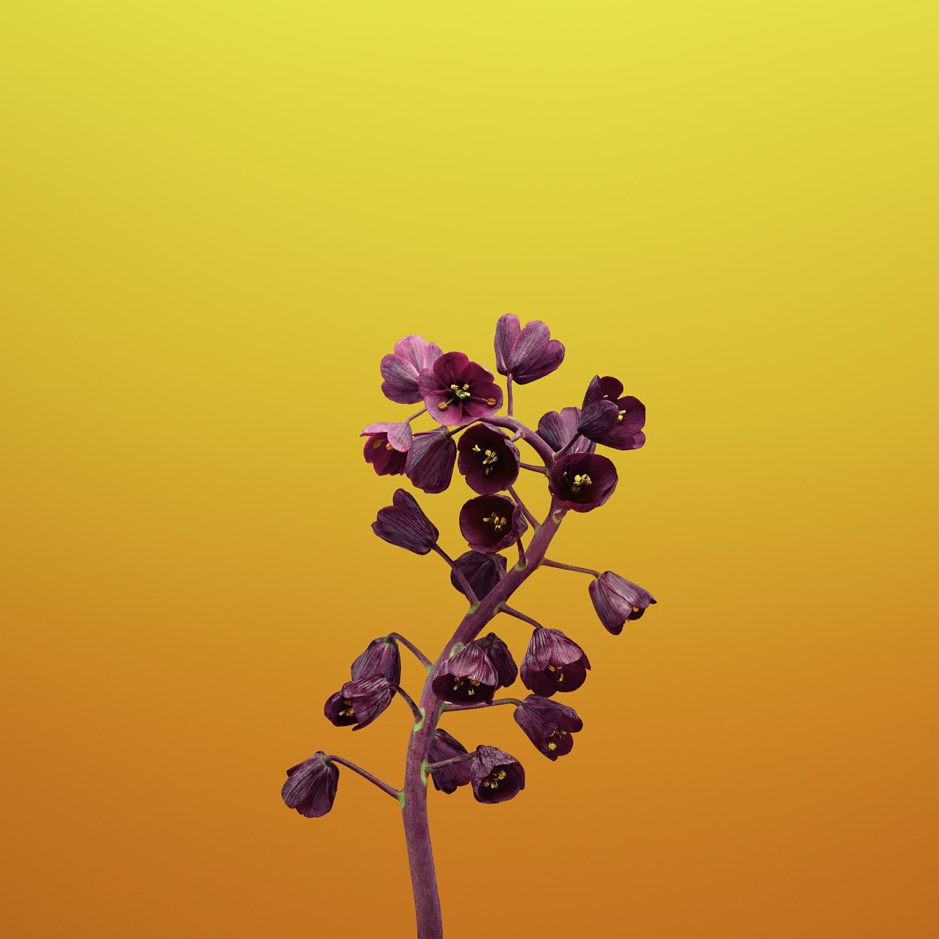 Flower ＃12