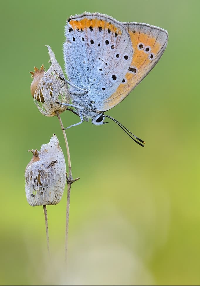 butterfly