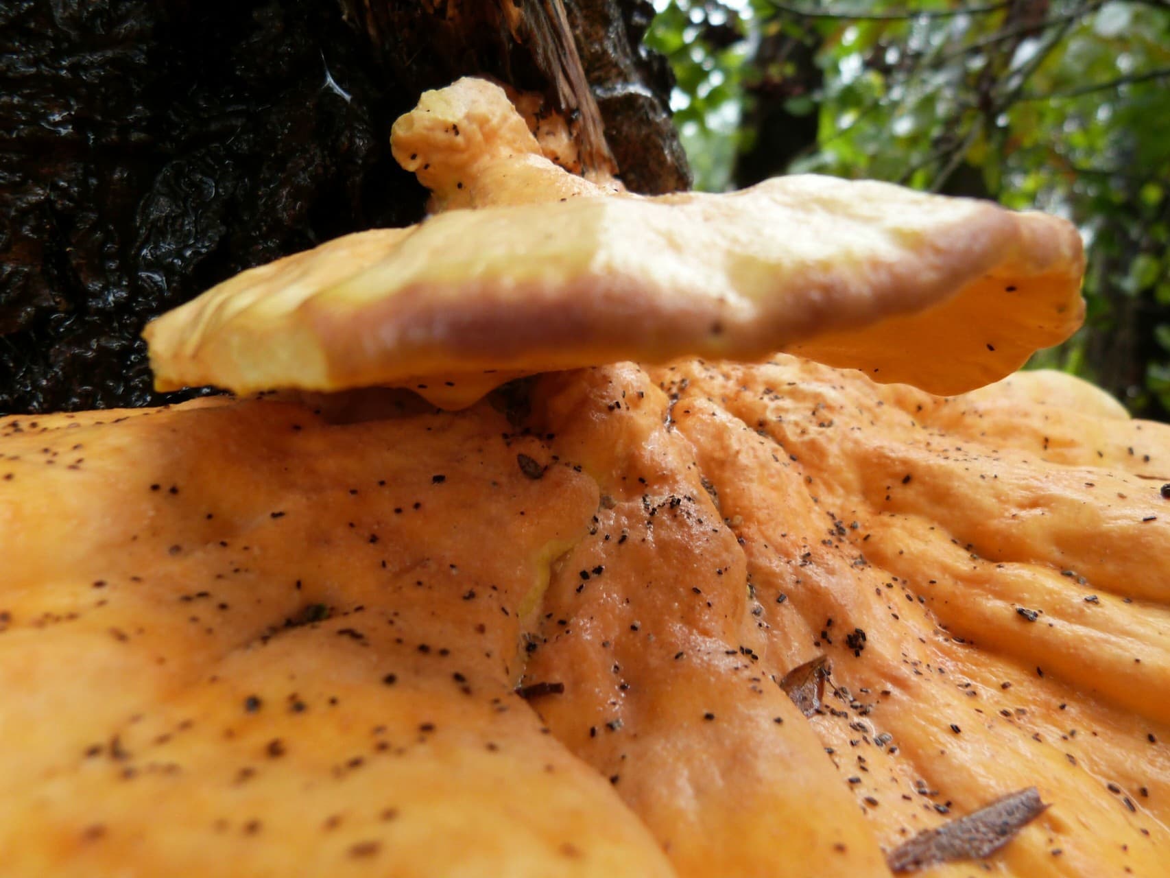 Pilz