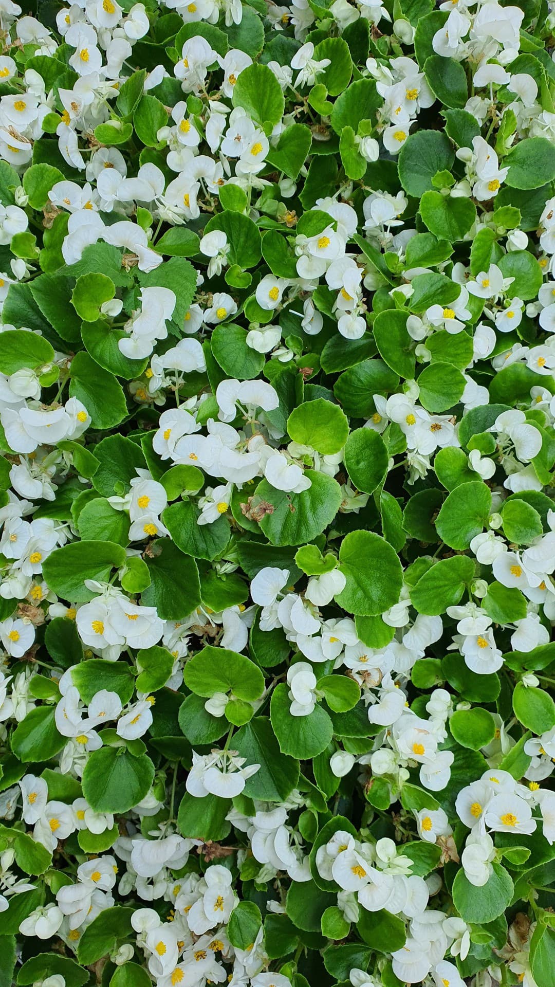 꽃(flower)