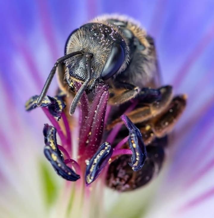 Bee