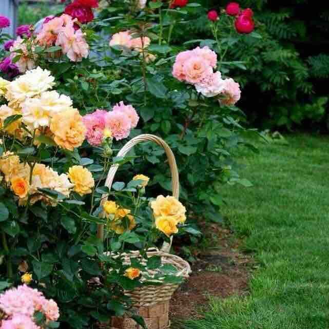 Garden flowers