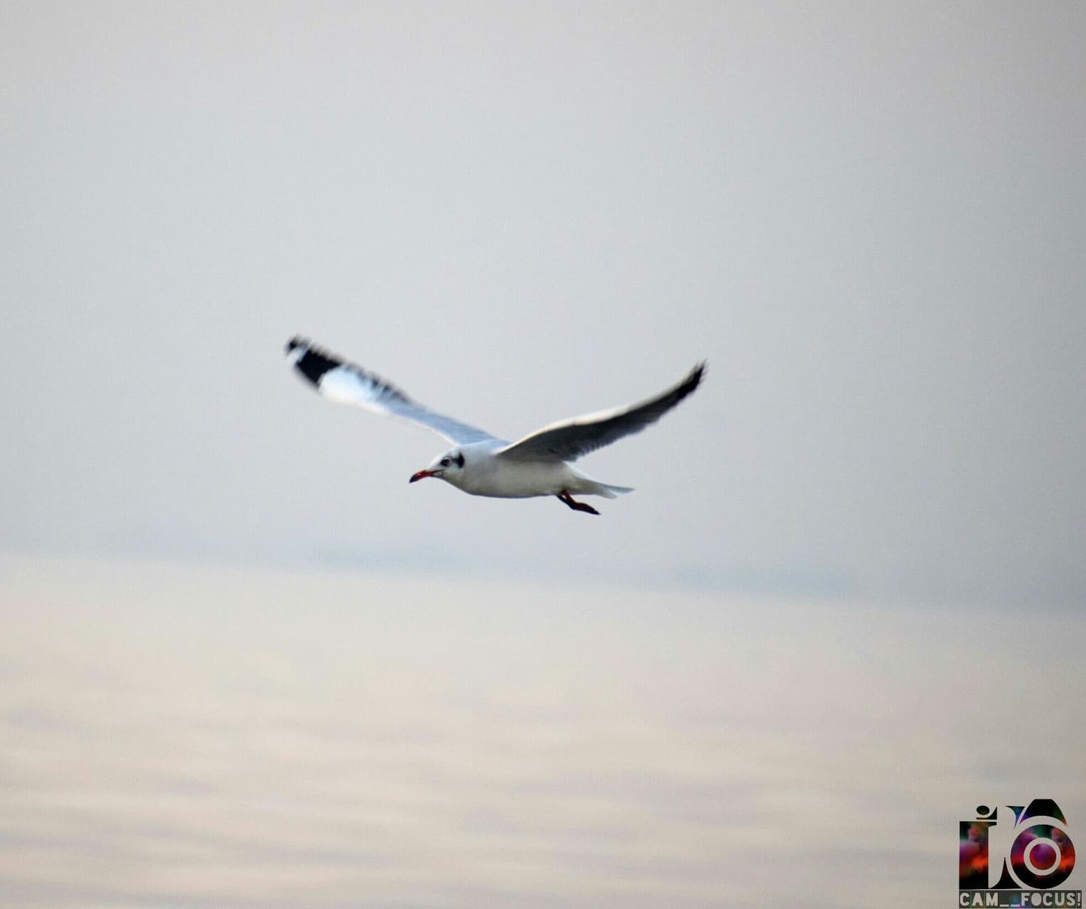 Flying heron