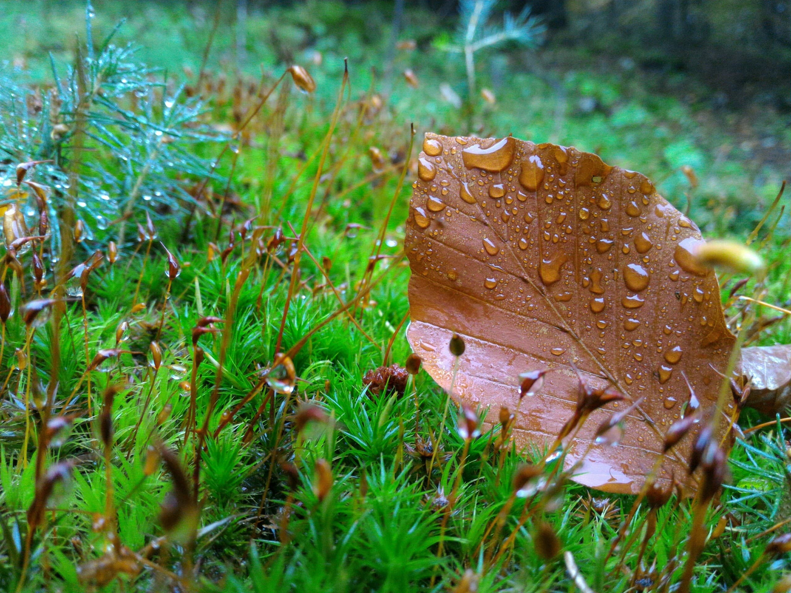 Leaf