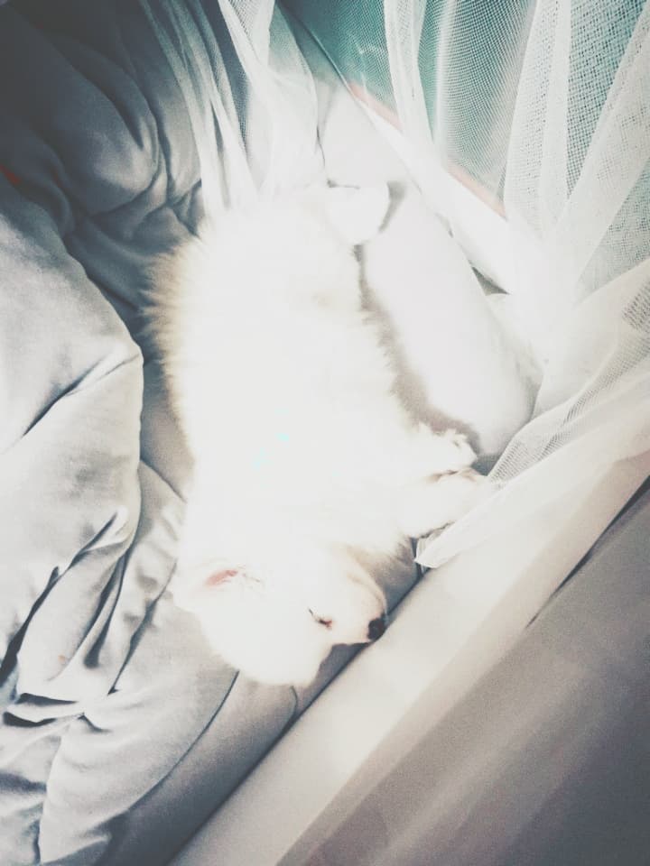 금둥이