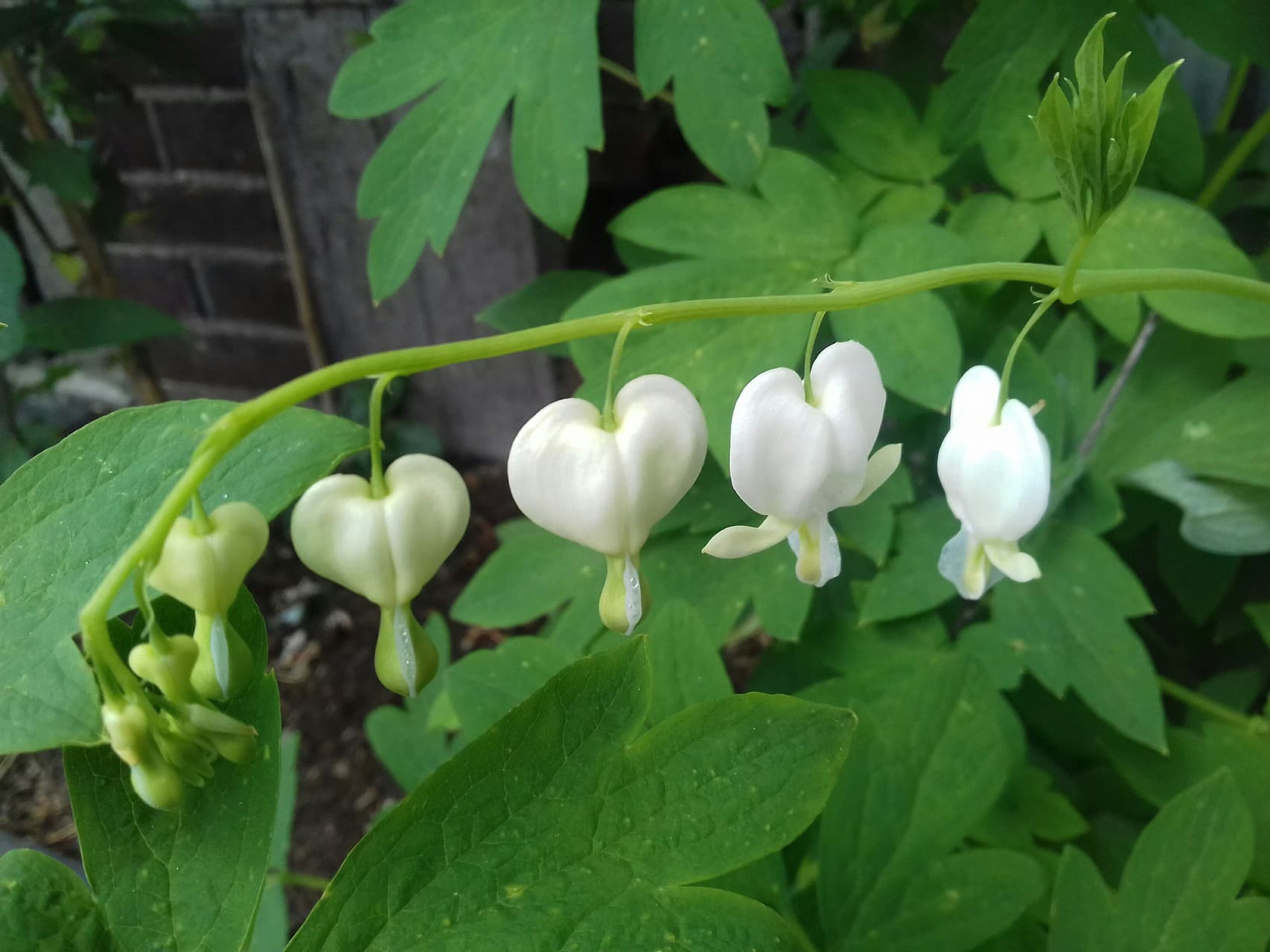 white hearts