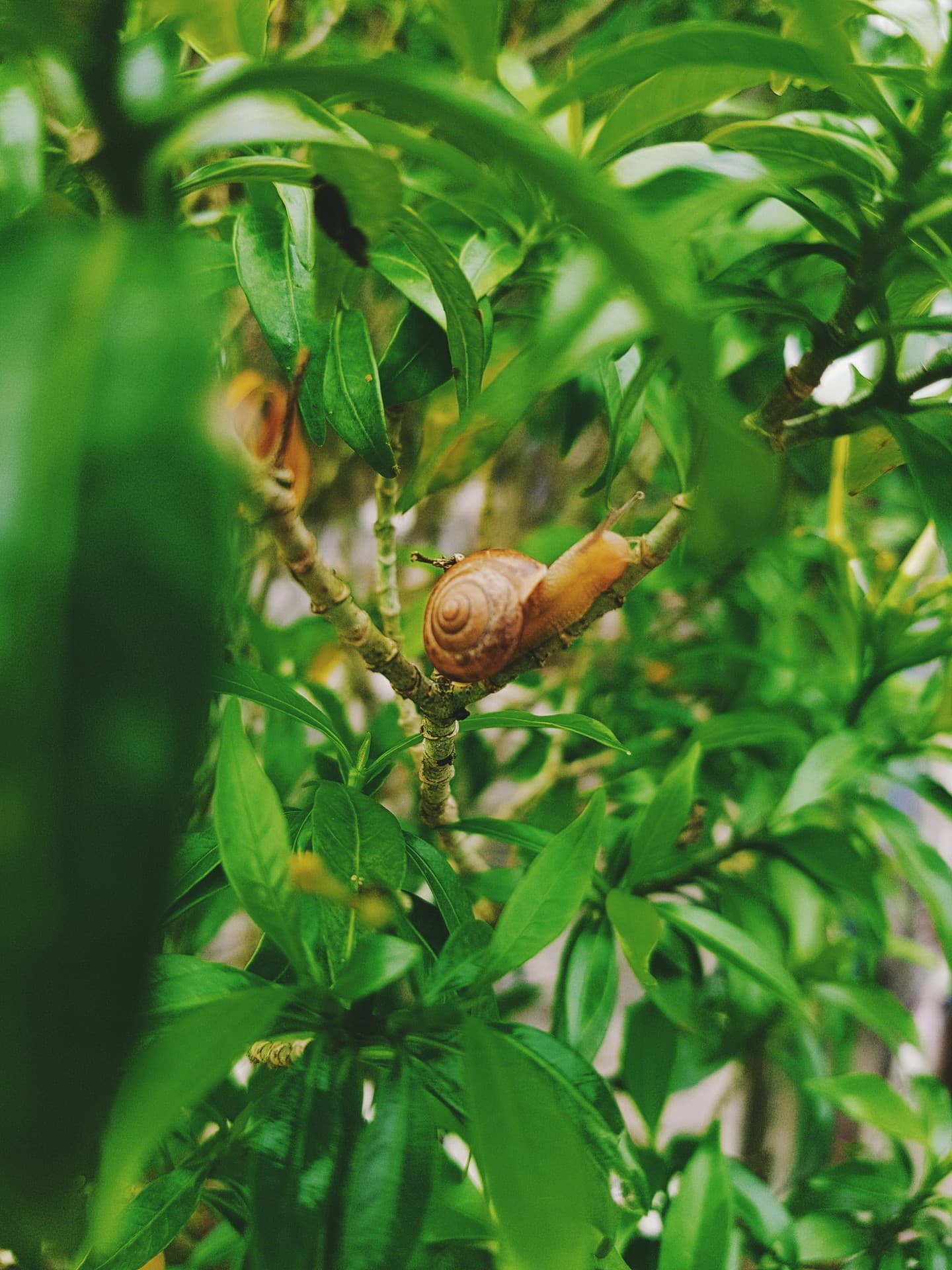Little Snail