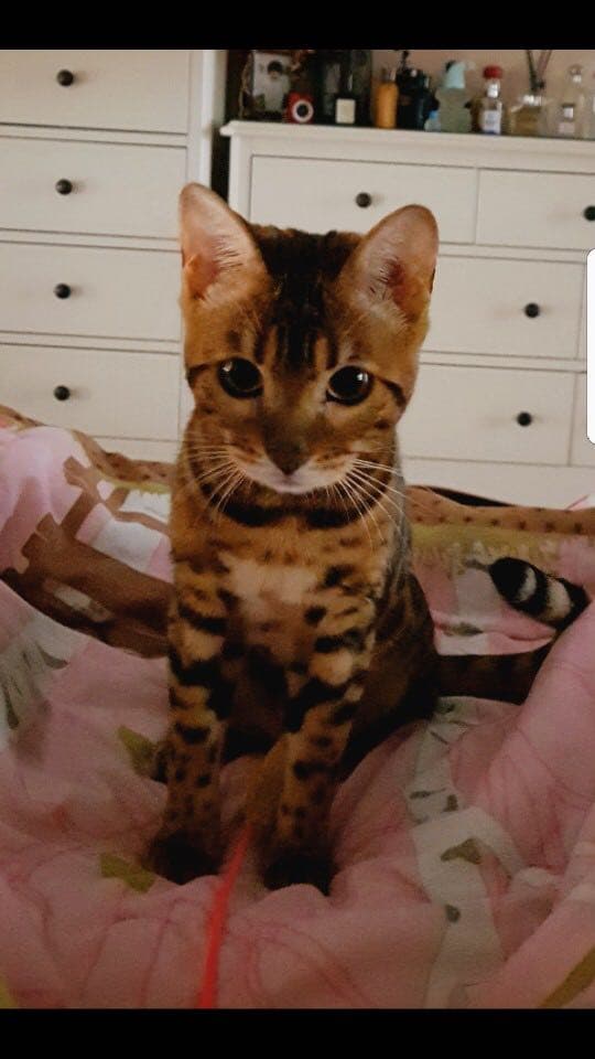 삐졌다냥