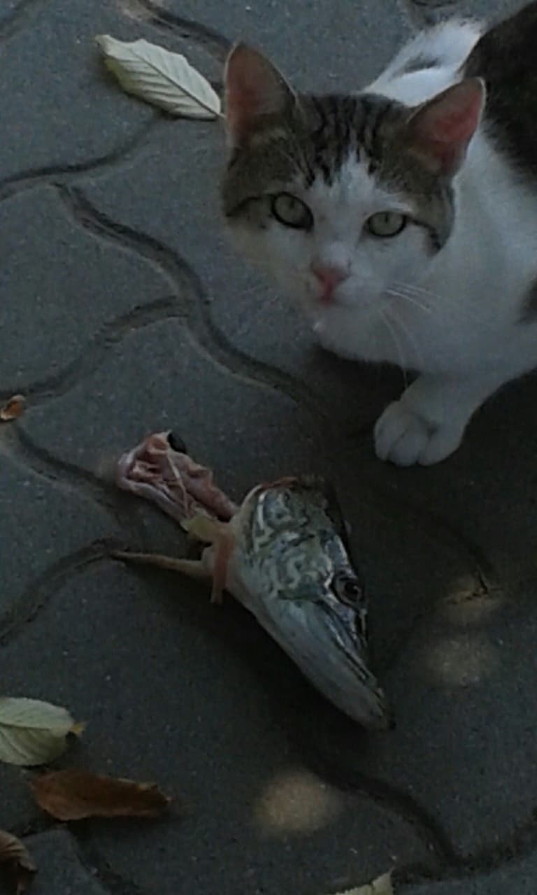 Hungry cat